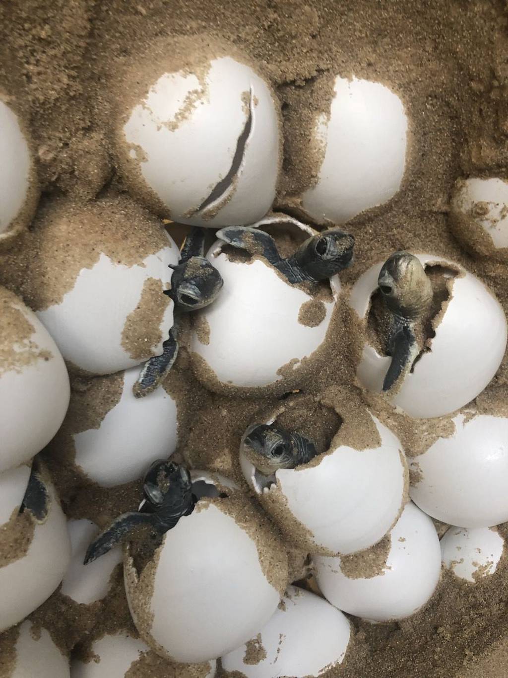 Sea Turtles Nest London Zoo