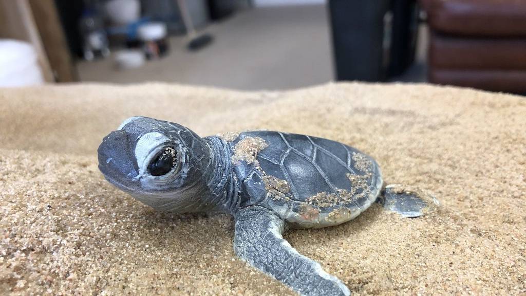 Sea Turtles Nest London Zoo