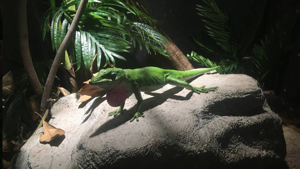 Green Anole Lizard 3D Print